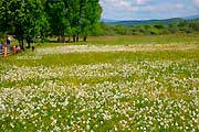 Долина Нарциссов в Закарпатье цветет на майские праздники