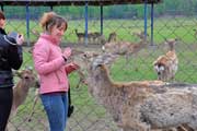 Северные олени очень любят общаться с гостями нашего тура в Карпаты